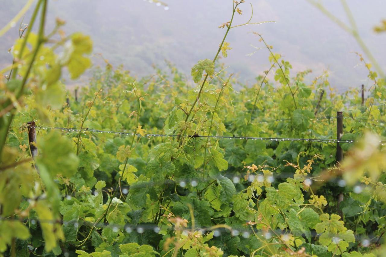 Finca El Cole Villa Лас Палмас де Гран Канария Екстериор снимка