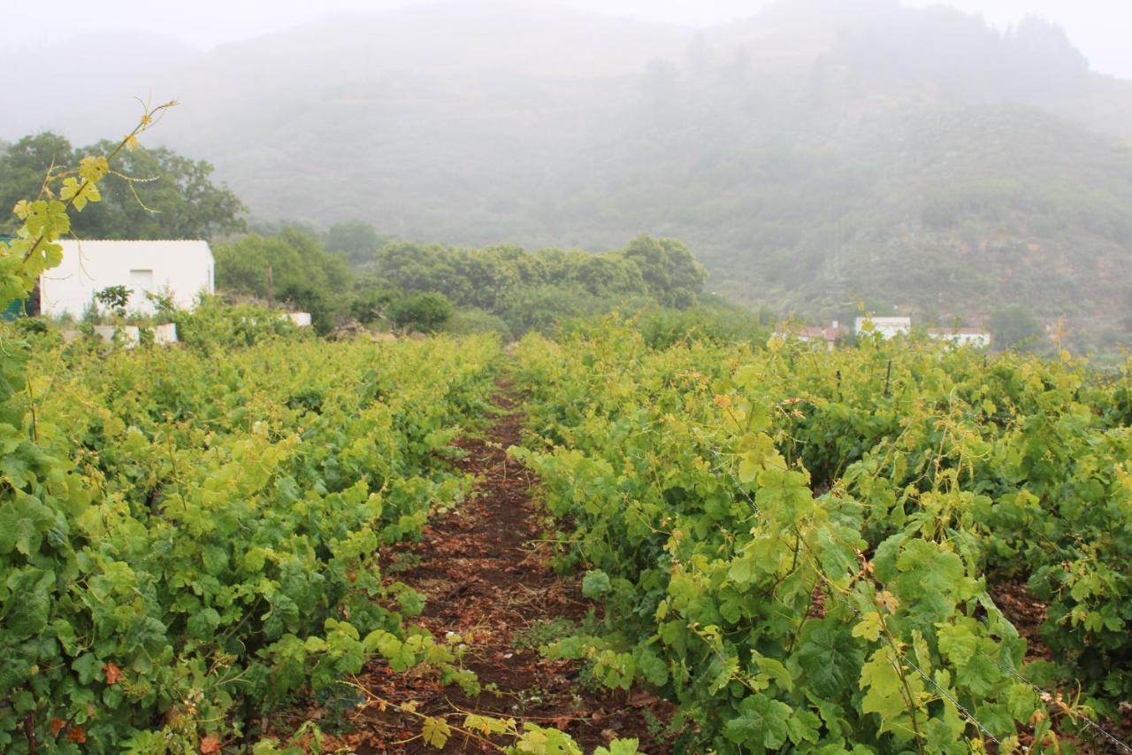 Finca El Cole Villa Лас Палмас де Гран Канария Екстериор снимка