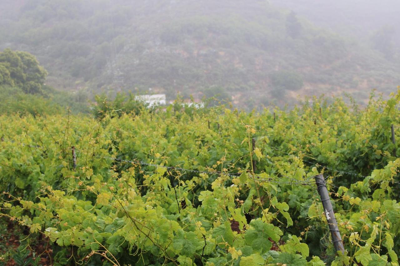 Finca El Cole Villa Лас Палмас де Гран Канария Екстериор снимка