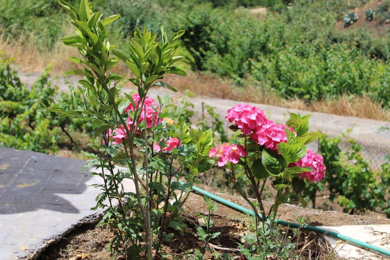 Finca El Cole Villa Лас Палмас де Гран Канария Екстериор снимка
