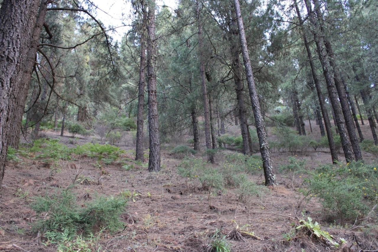Finca El Cole Villa Лас Палмас де Гран Канария Екстериор снимка